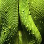 There’s officially a snake named after Salazar Slytherin now