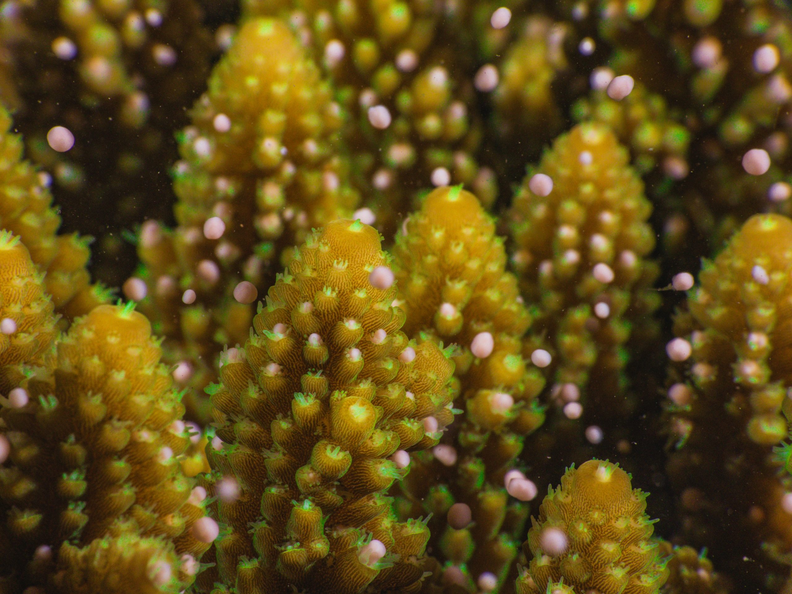 Coral Sex How Lab Reproduction Could Restore Wild Reefs Dlsserve