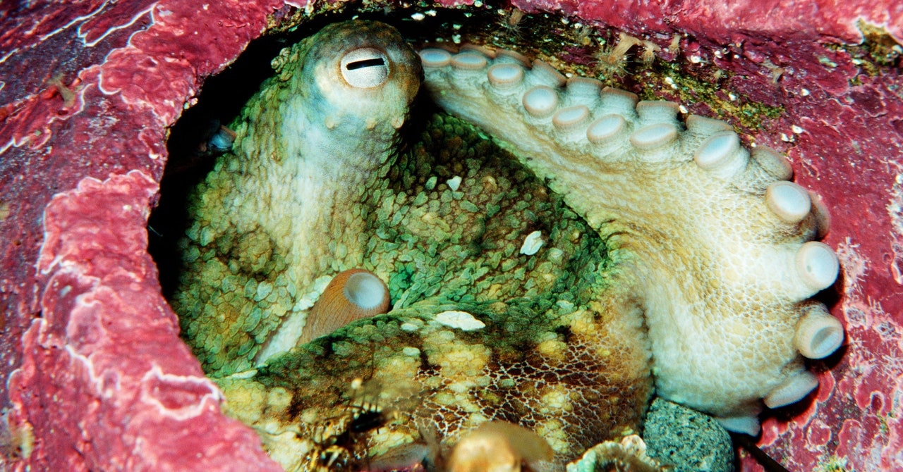 How Octopuses Use Their Suction Cups To Taste Through Touch Dlsserve 4080