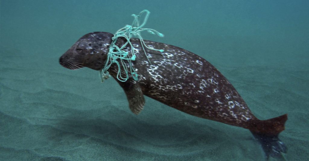 These are the plastic items that most kill marine animals DLSServe