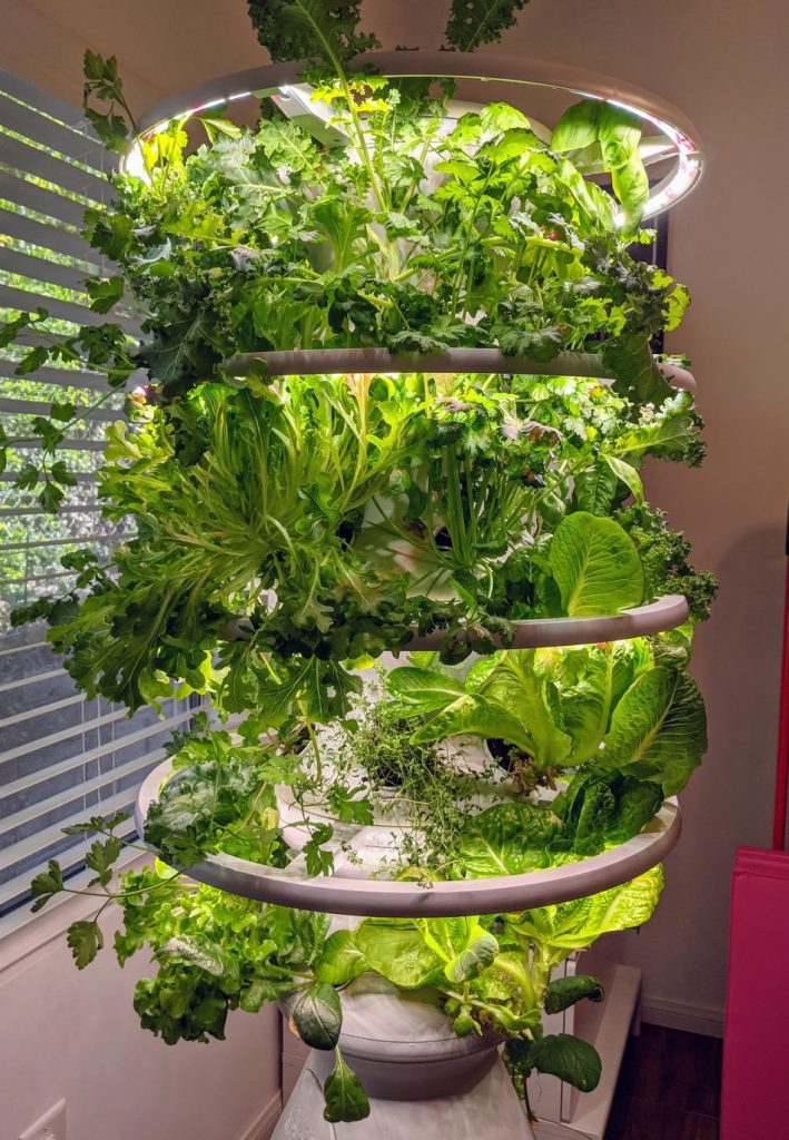 Lettuce Grow is an easytouse hydroponic garden that makes you feel