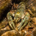 Got an Invasive Army of Crayfish Clones? Try Eating Them