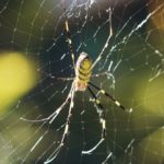 Please Stop Freaking Out About This Giant Yellow Spider
