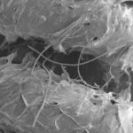 This Artificial Muscle Moves Stuff on Its Own