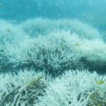 The Great Barrier Reef faces its biggest threat in centuries