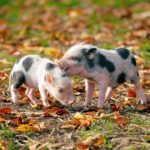 Pigs can’t fly but they might be able to talk thanks to AI translators