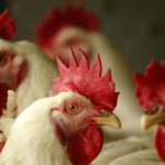 The US Is Loading Up on Bird Flu Vaccine