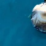 Watch these curious dolphins greet returning Crew-9 astronauts