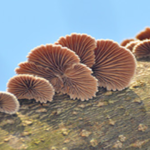 A compact biodegradable battery with fungal paper electrodes is what researchers at this university are dreaming of