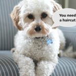 AI could soon speak dog and cat