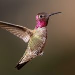 Hummingbirds Are Evolving to Adapt to Life With Humans