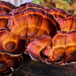Mushroom Supplements Are the Biohackers’ Latest Fix (2025)