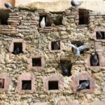 Why Pigeons at Rest Are at the Center of Complexity Theory