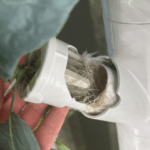 Gardyn Indoor Hydroponic Garden Review: Better Growing Through AI