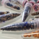 Scientists Are Sending Cannabis Seeds to Space