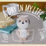 Sharp’s Poketomo targets millennial loneliness with a glowing meerkat robot AI