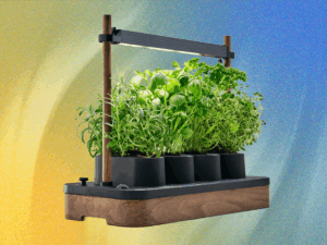 The Auk Mini Herb Garden Is Still Up to $30 Off (2025)