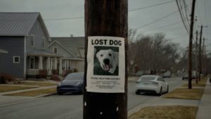 Ring now lets anyone use the Neighbors app to report and find lost pets