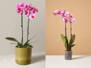 The Best Flower Delivery Services of 2026, Tested and Reviewed